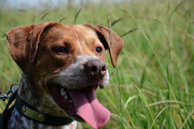 SHEHERAZADE - x braque/pointer ? 3 ans - Refuge de Bayonne (64) 1318-1-adopter-un-chien-sheherazade