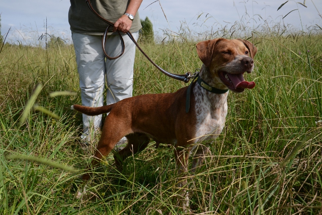 SHEHERAZADE - x braque/pointer ? 3 ans - Refuge de Bayonne (64) 1318-2-adopter-un-chien-sheherazade