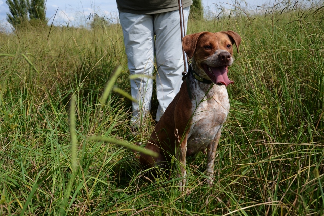 SHEHERAZADE - x braque/pointer ? 3 ans - Refuge de Bayonne (64) 1318-3-adopter-un-chien-sheherazade