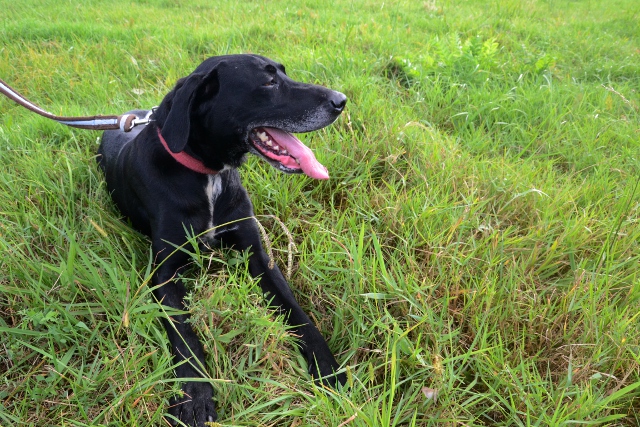 BLACKY - x labrador 9 ans   (4 ans de refuge)- Refuge de Bayonne (64) 1346-2-adopter-un-chien-blacky