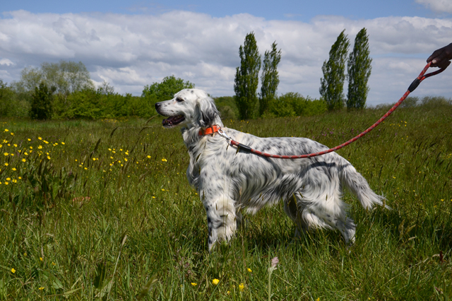 DOMINO - setter anglais 8 ans - Refuge de Bayonne (64) 1692-2-adopter-un-chien-domino