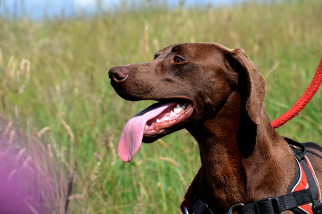 TWIX - x braque 1 an - Refuge de Bayonne (64) 1704-1-adopter-un-chien-twix