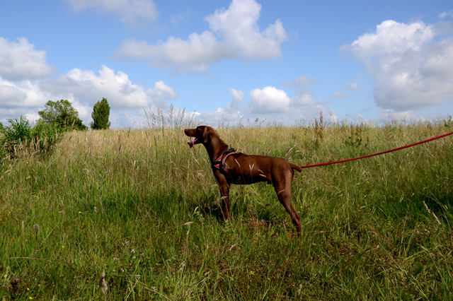 TWIX - x braque 1 an - Refuge de Bayonne (64) 1704-2-adopter-un-chien-twix