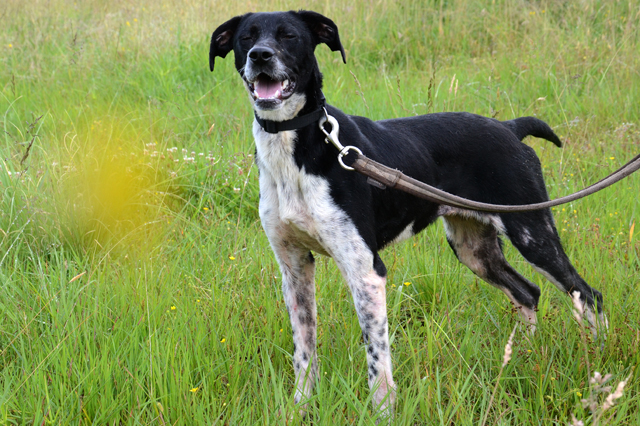 BABIOLE - x braque 1 an - Refuge de Bayonne (64) 1705-5-adopter-un-chien-babiole