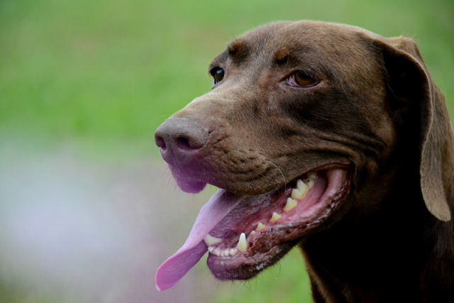 APPLE -  braque allemand 7 ans - Refuge de Bayonne (64) 1715-1-adopter-un-chien-apple