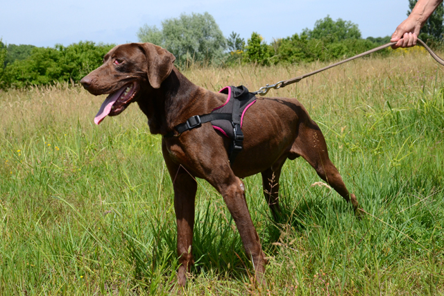 APPLE -  braque allemand 7 ans - Refuge de Bayonne (64) 1715-3-adopter-un-chien-apple