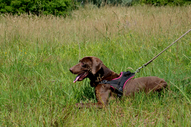 APPLE -  braque allemand 7 ans - Refuge de Bayonne (64) 1715-4-adopter-un-chien-apple