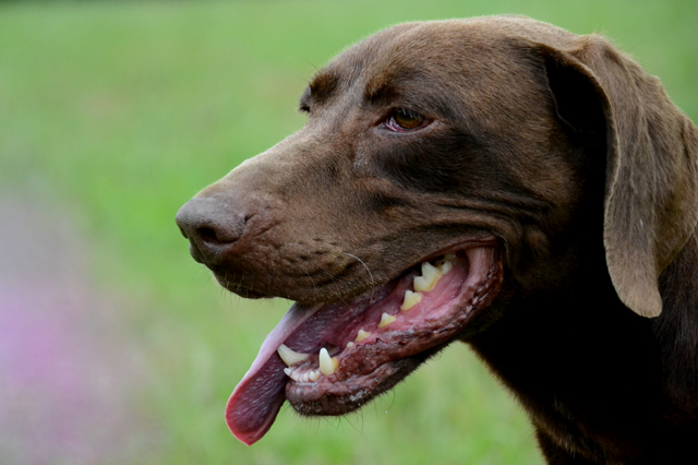 APPLE -  braque allemand 7 ans - Refuge de Bayonne (64) 1715-5-adopter-un-chien-apple