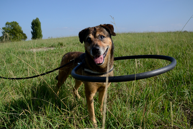 OJOo - x boxer 6 ans (Aveugle)  Refuge de Bayonne (64) 1823-1-adopter-un-chien-ojo