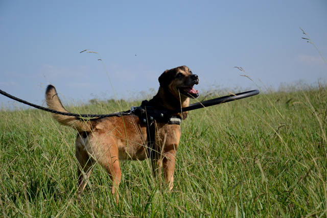 OJOo - x boxer 6 ans (Aveugle)  Refuge de Bayonne (64) 1823-3-adopter-un-chien-ojo