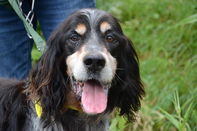 sos - CAPORAL croisé Setter 11 ans  (7 ans de refuge) - (à cause de son arthrose marche sur 3 pattes)  Refuge, Fourrière de BAYONNE (64) 194-1-adopter-un-chien-caporal