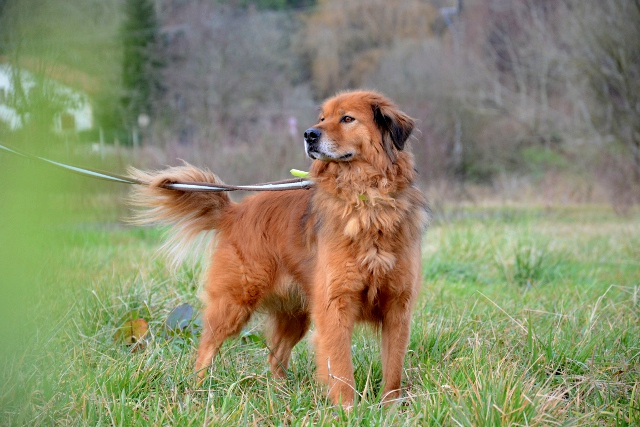 MELLY - x chow chow 8 ans (7 ans de refuge)  Refuge de Bayonne (64) 360-2-adopter-un-chien-melly