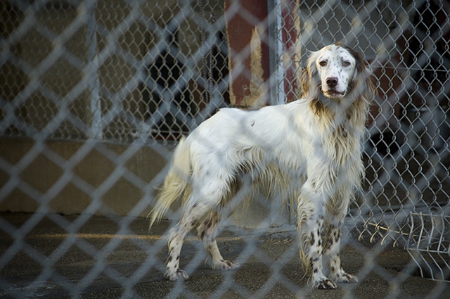 SESE Setter 5 ans  -  Refuge de BAYONNE (64) 661-4-adopter-un-chien-sese