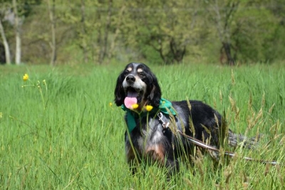 sos - CAPORAL croisé Setter 11 ans  (7 ans de refuge) - (à cause de son arthrose marche sur 3 pattes)  Refuge, Fourrière de BAYONNE (64) Adopter-chien-Caporal-2