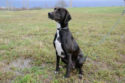 MARGARITA - x pointer 7 ans - Refuge de Bayonne (64) Adopter-chien-Margarita-2