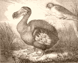 Dodo 23