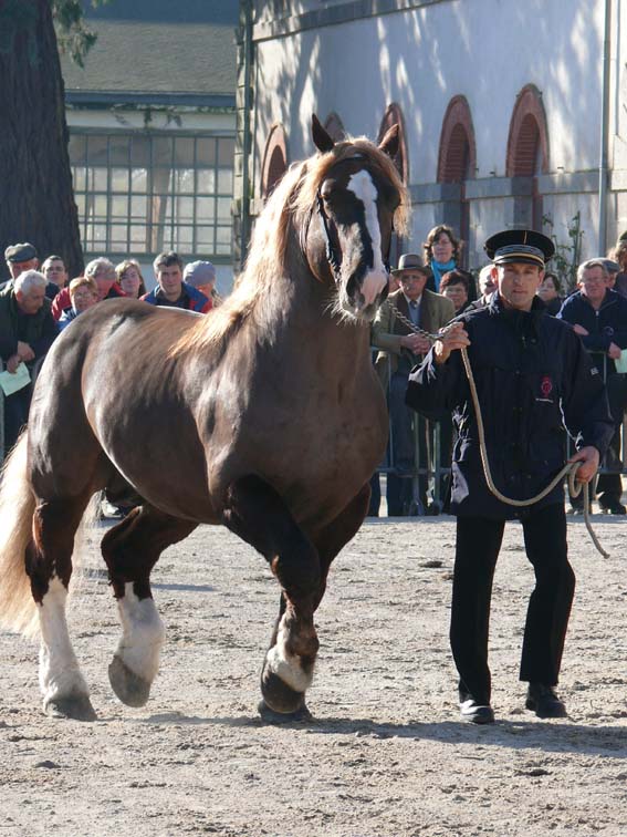 Cheval : Trait Breton Manvers