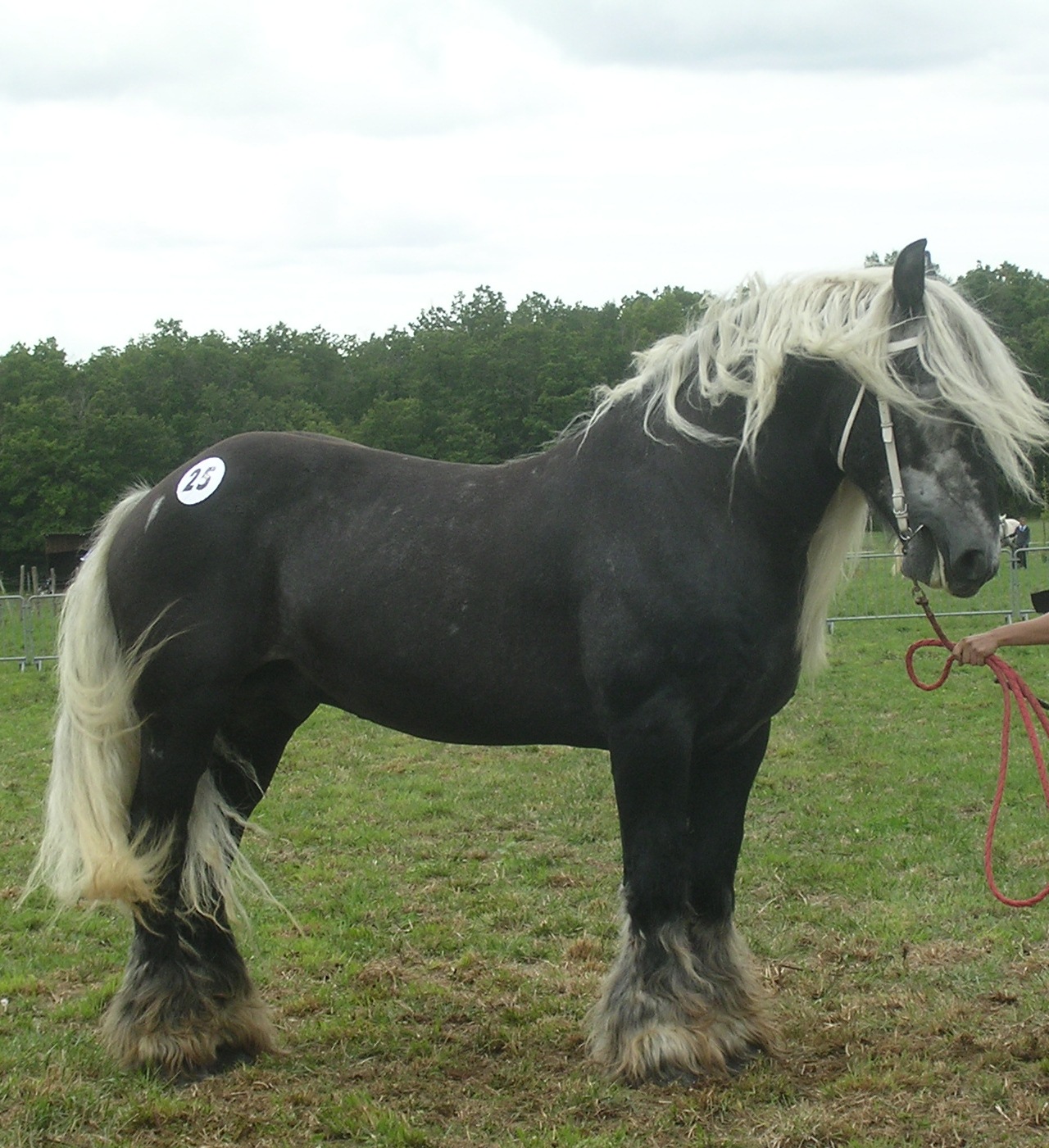 le Mulassier Poitevin Poitevin%20%283%29