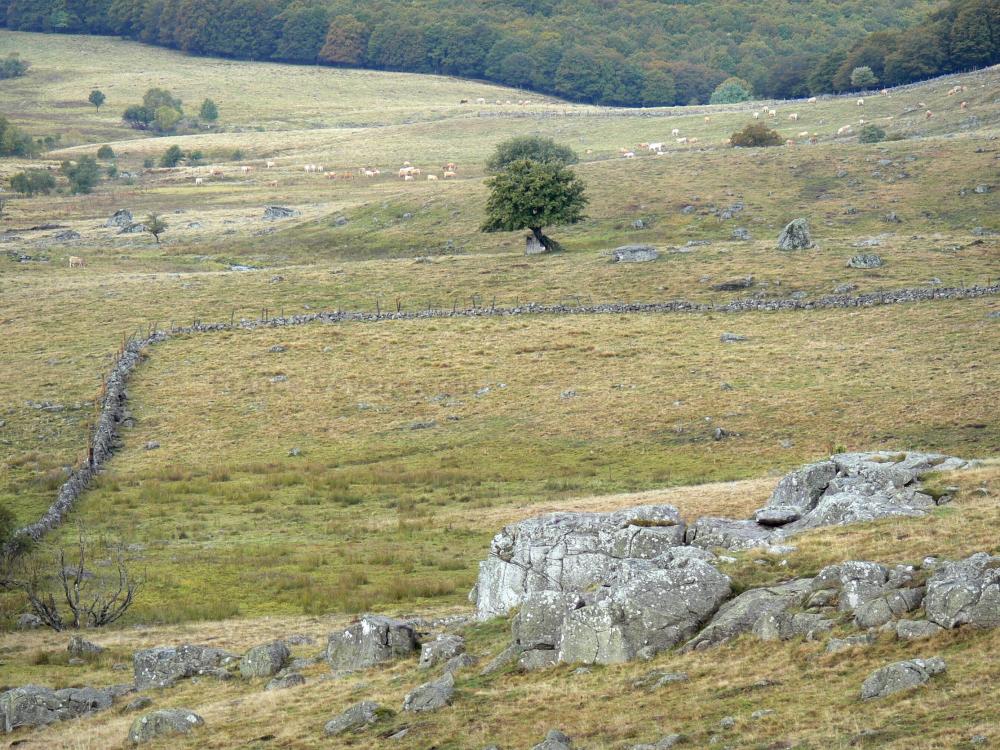 Territoires pour les setters DEL ROC TRAUCAT - Page 13 Aubrac-aveyronnais-25182_w1000