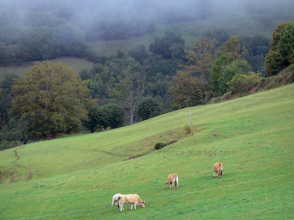 Territoires pour les setters DEL ROC TRAUCAT - Page 13 Aubrac-aveyronnais-25183_w1000