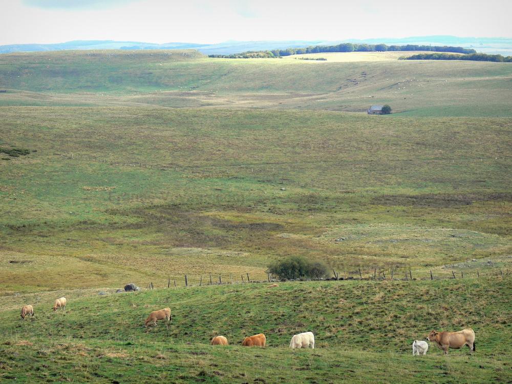 Territoires pour les setters DEL ROC TRAUCAT - Page 13 Aubrac-aveyronnais-25192_w1000