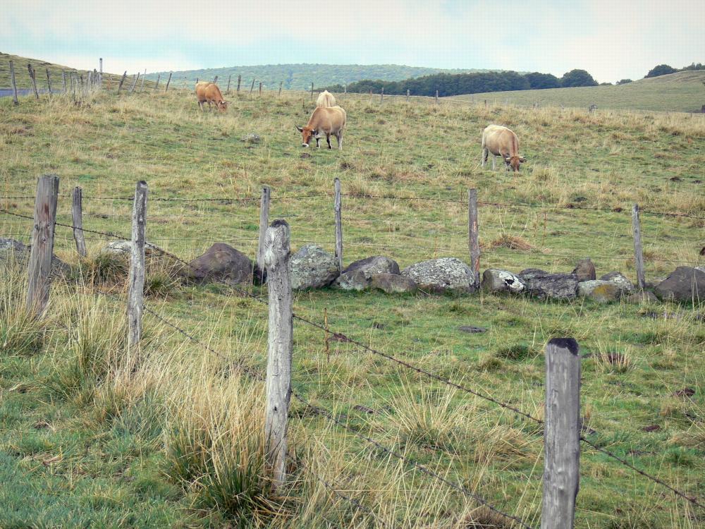 Territoires pour les setters DEL ROC TRAUCAT - Page 13 Aubrac-aveyronnais-25196_w1000