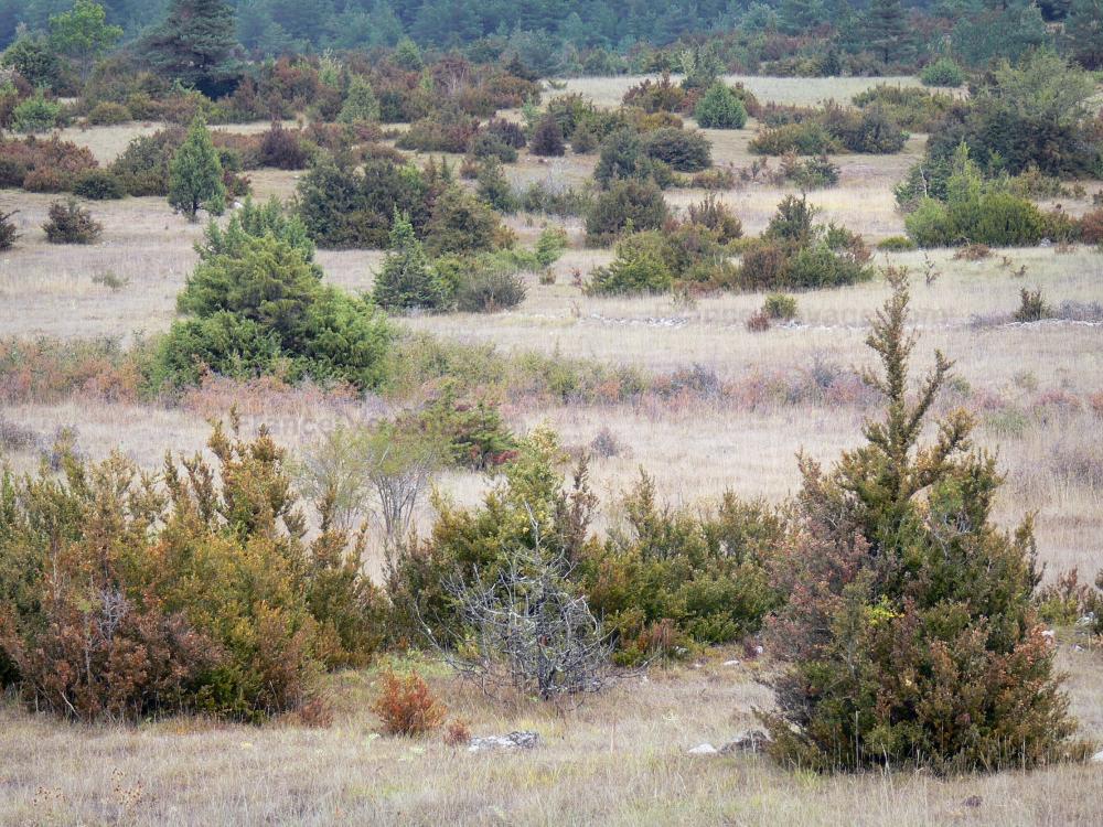 Territoires pour les setters DEL ROC TRAUCAT - Page 13 Causse-larzac-25239_w1000