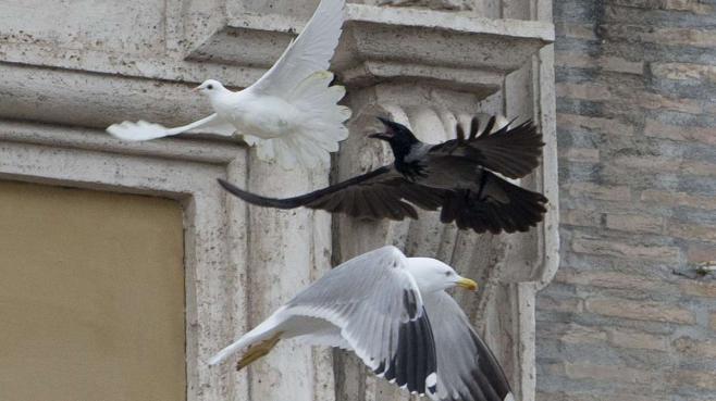 Vatican: Lâchées pour la paix en Ukraine, deux colombes se font attaquer par un corbeau et un goéland 3286589