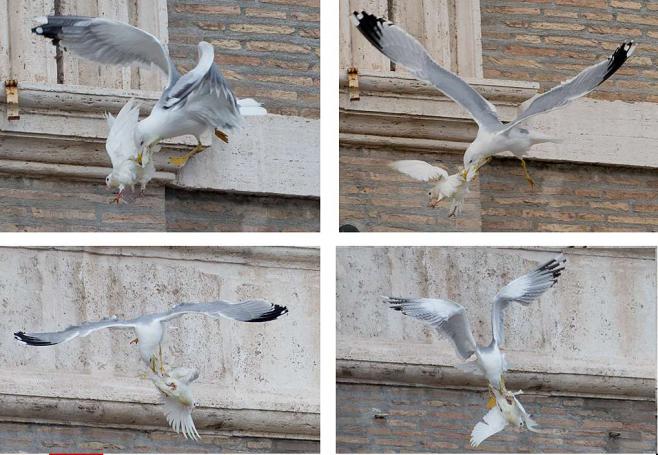 Vatican: Lâchées pour la paix en Ukraine, deux colombes se font attaquer par un corbeau et un goéland 3286615