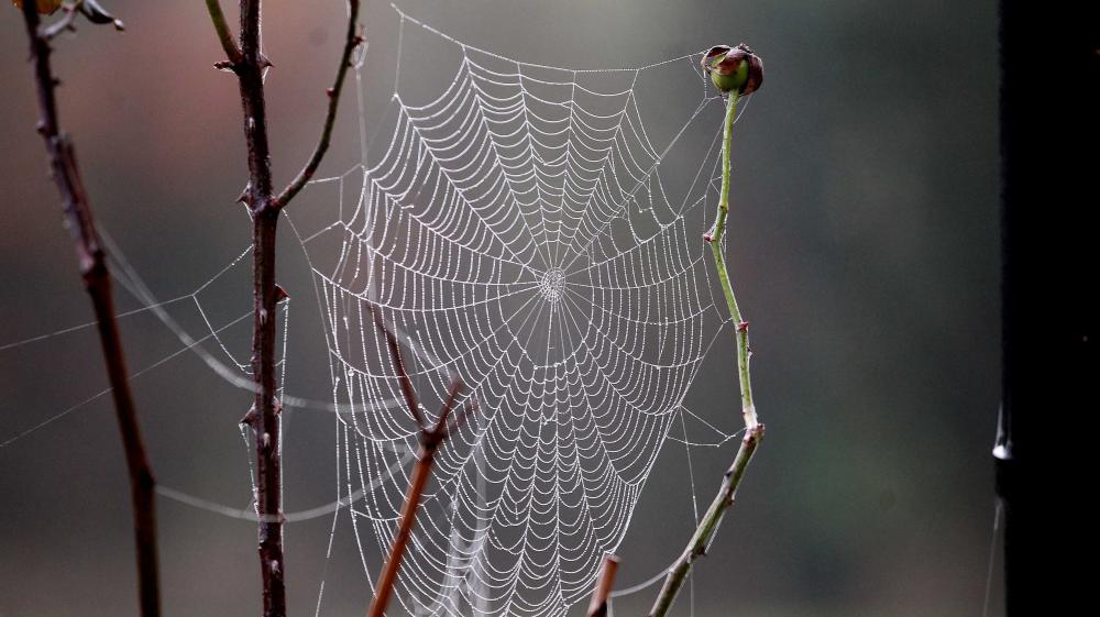 Non, les filaments tombés du ciel à Angers et en Moselle ne sont pas des résidus chimiques 4962711