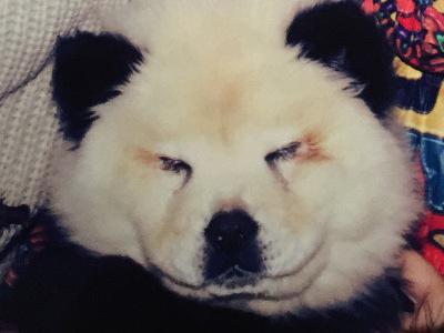 En Italie, un cirque maquillait des chiens pour les faire passer pour des pandas 5326473