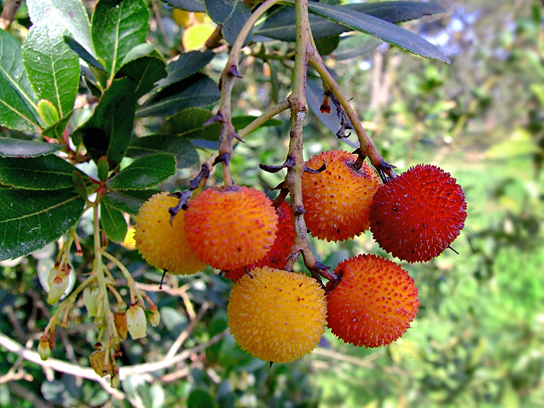 شجيرة سيسنو Arbutus unedo  Arbutus_unedo