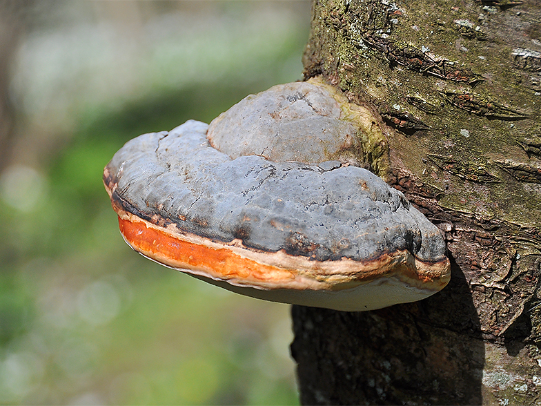 c'est quoi ça,et son nom Fomitopsis_pinicola_sur_prunus