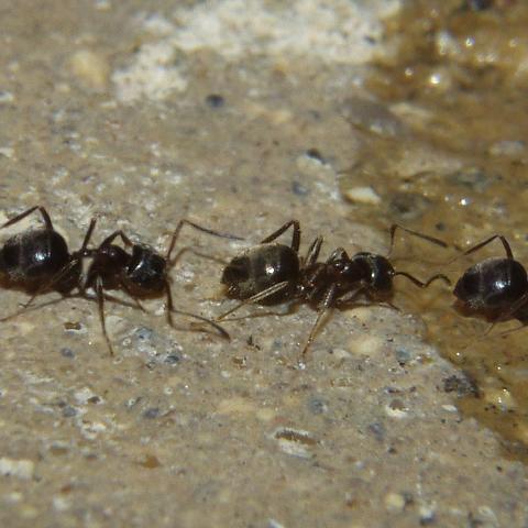 النمـــــــل ( منقول ) Ants