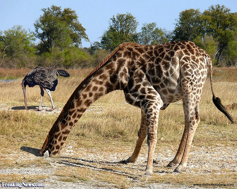 Jock's house comes under new surveillance Giraffe-Ostrich-Head-in-Sand--43622