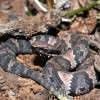 Cottonmouth Jigsaw Puzzle