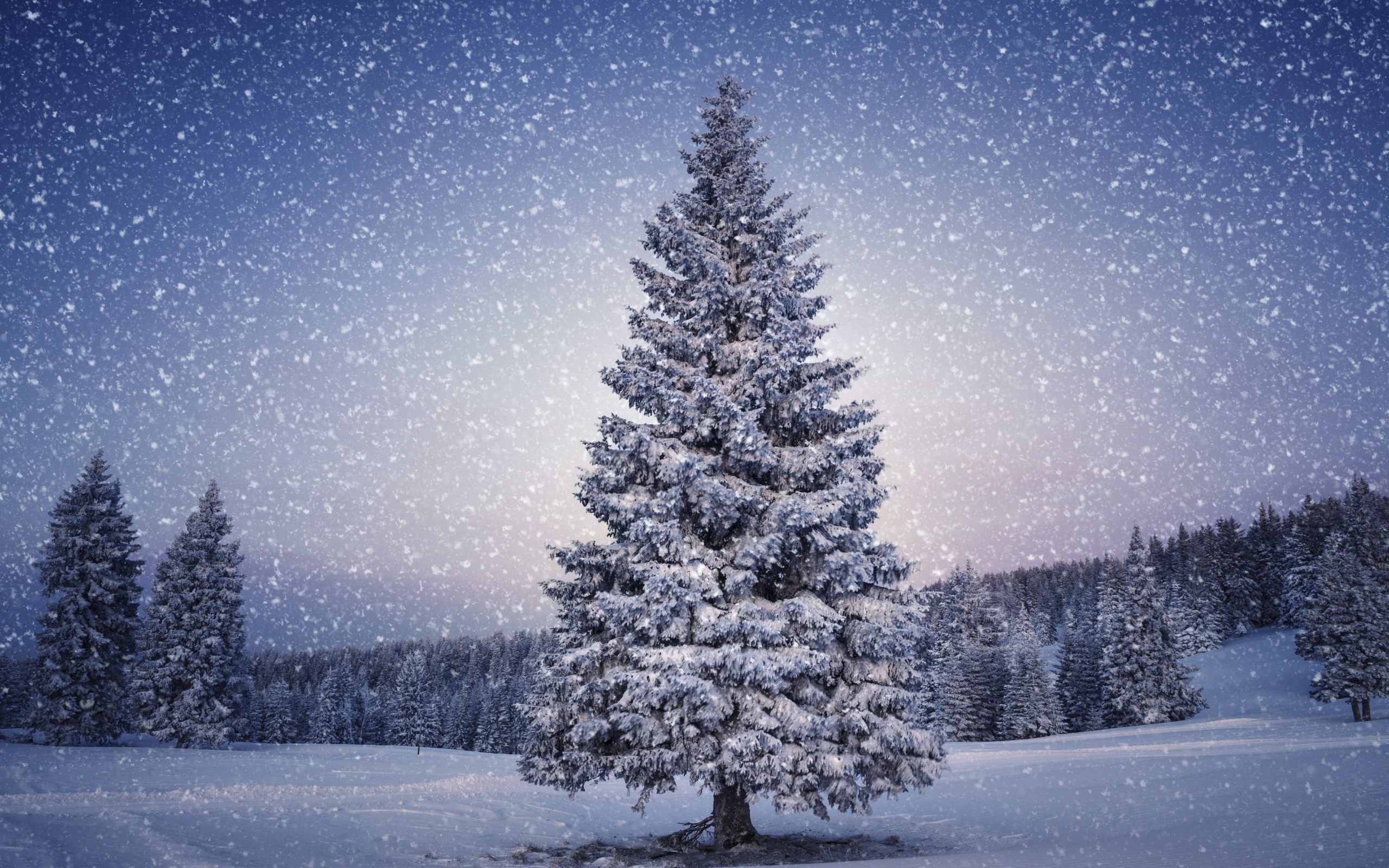Christmas Wishes Beautiful-Christmas-Tree-Wallpapers-6