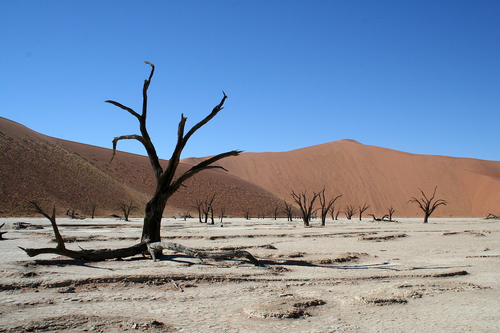 Photo De L'endroit Deadvlei_arbre_mort