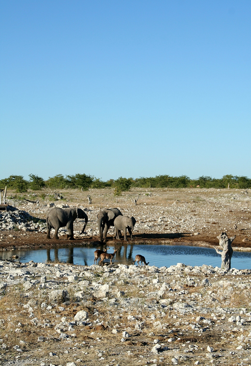 ........ Etosha_point_deau