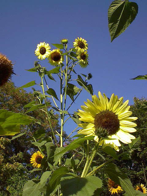 Suncokreti Sonnenblumen0409