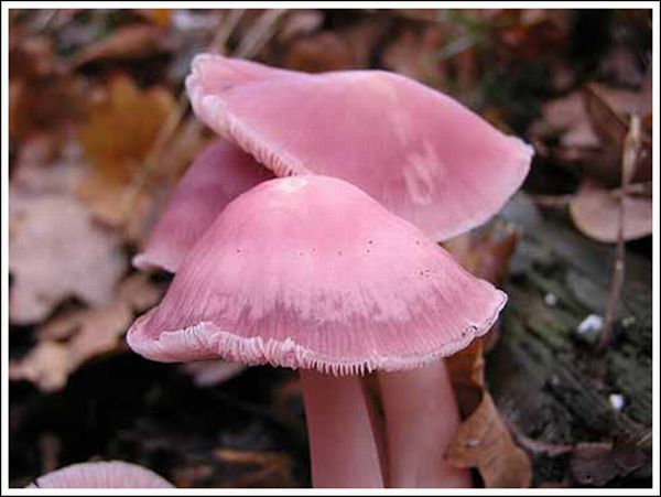 صور فطر سبحان الخالق Colored_mushrooms_05