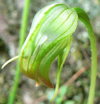 HOA GIEO TỨ TUYỆT 2 - Page 38 Pterostylis_nutans_399