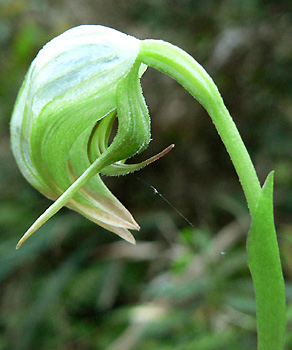 HOA GIEO TỨ TUYỆT 2 - Page 38 Pterostylis_nutans_961