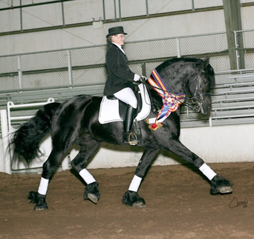 Horses get brought from another rescue center Zorro_victoryride1