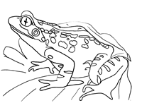 தவளை - Page 2 1-frog-coloring-pages-s