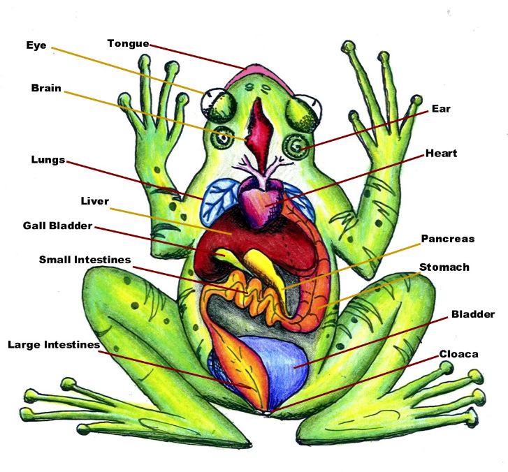 தவளை - Page 2 Frog_anatomy_labeled