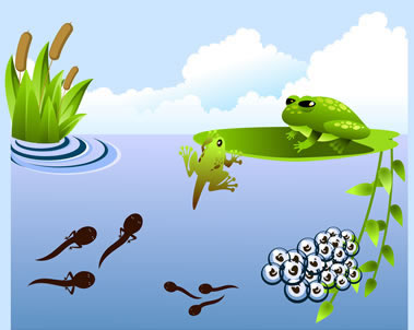 தவளை - Page 2 Frog_life_cycle