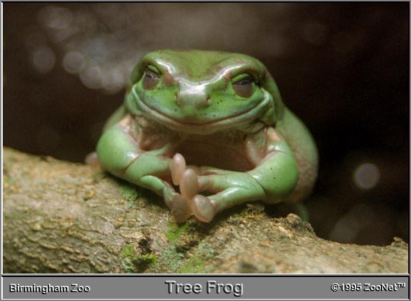 Post a pic of something GREEN. - Page 3 Zoonet-frog