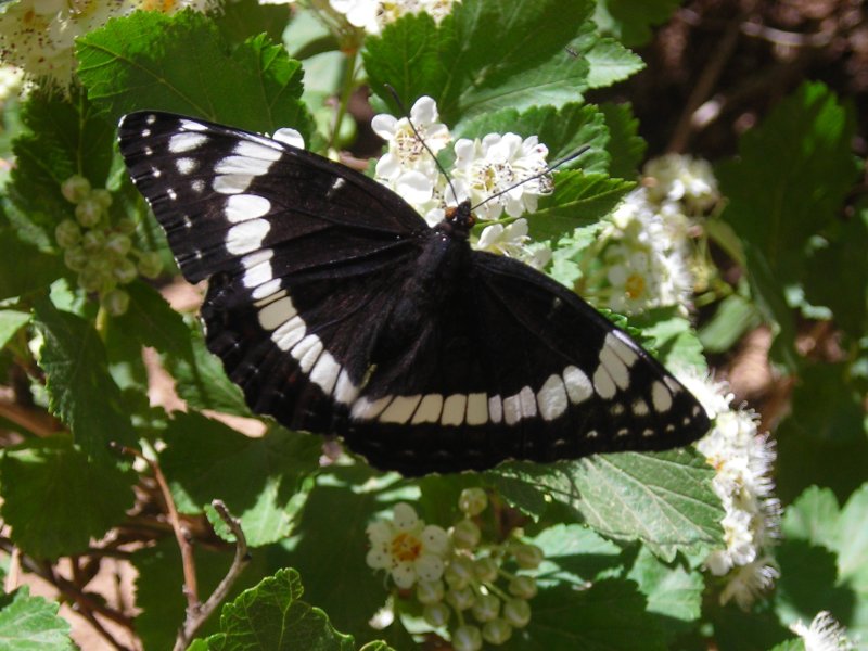 *** LAS MARIPOSAS DEL RINCON DE ENERI *** - Página 6 Butterfly-7