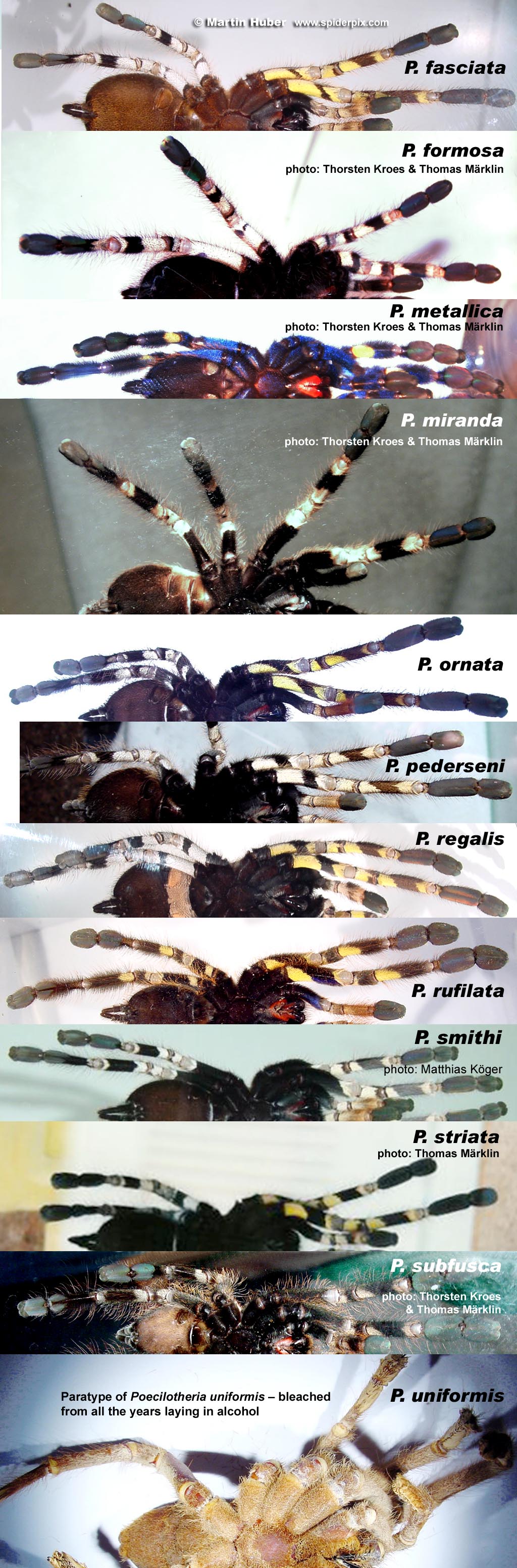 Pokies & Co Poecilotheria-ventral